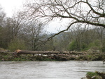 SX22012 Tree washed up onto the Rocks in river Wye near Builth Wells.jpg